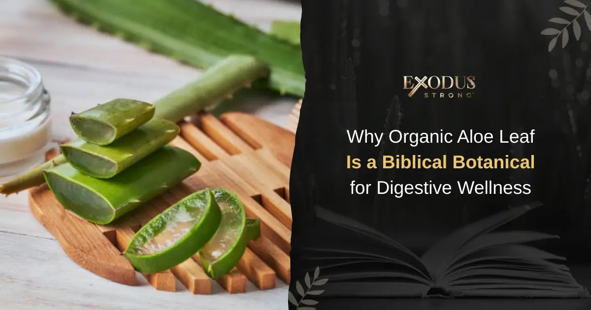 Aloe Leaf in Scripture: A Digestive Health Powerhouse