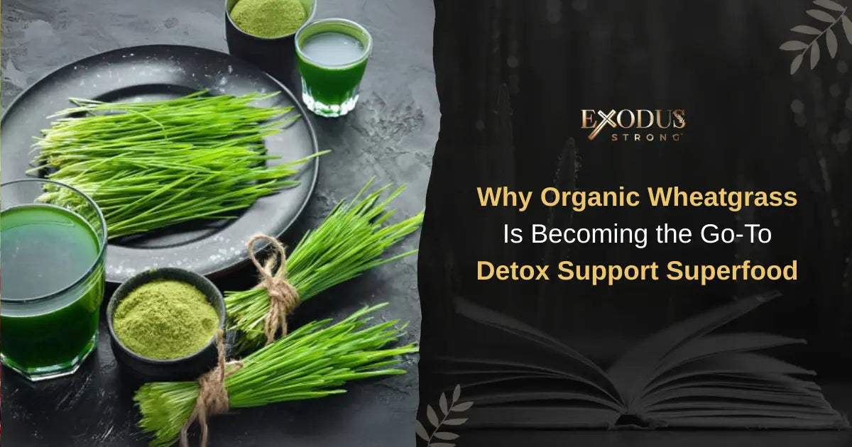 Organic Wheatgrass and Its Role in Detox Support